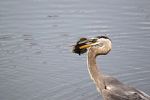 heron