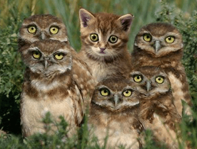 catowls