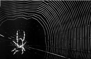 spiderwebptnet