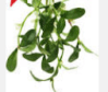 mistletoe