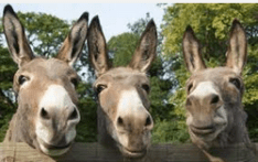 donkeys