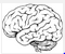 brain