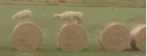 sheepbale-in