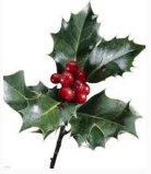 holly2.PNG
